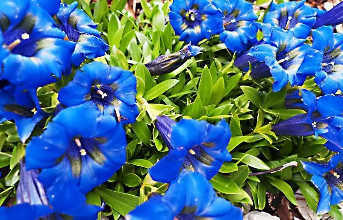 & Ronacherhof -mountain Hideaway Slopeside Guest house Bad Kleinkirchheim